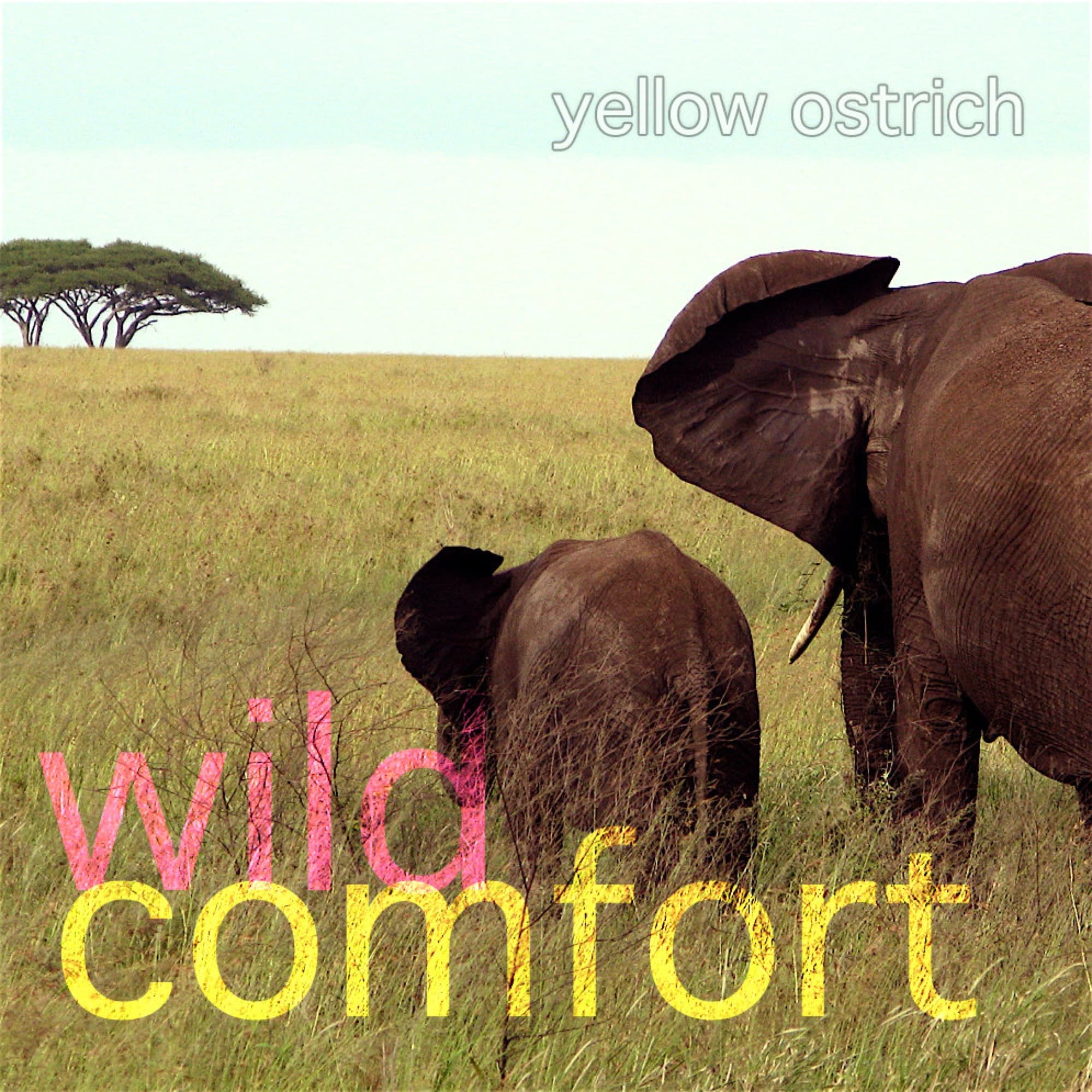 WILD COMFORT cover